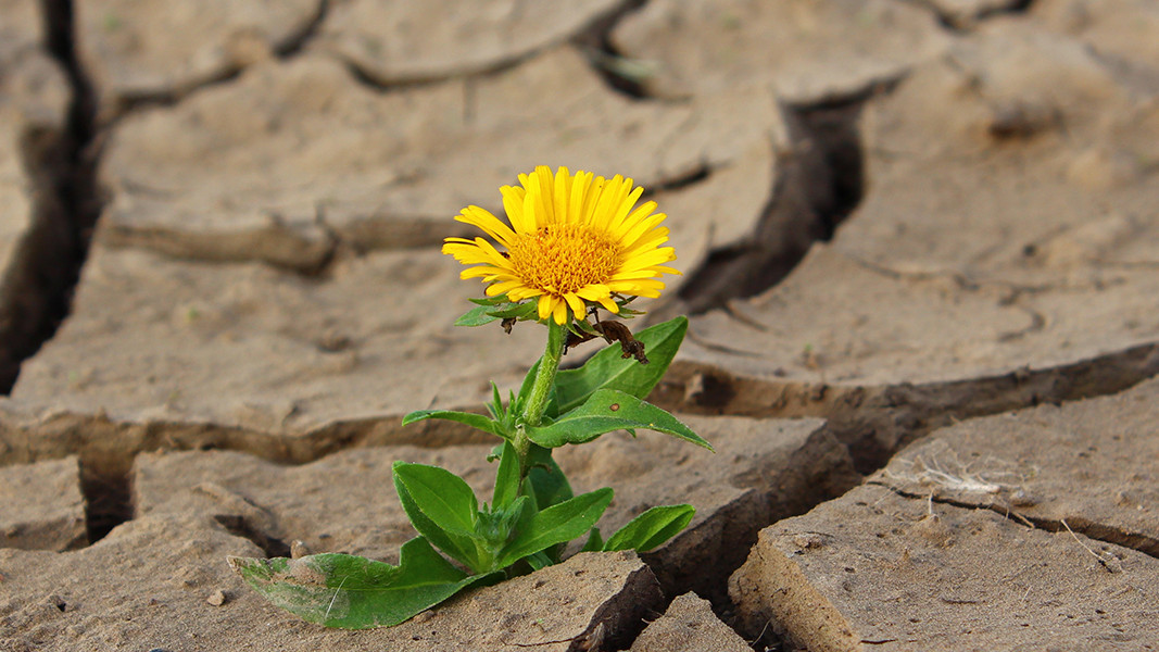 KI generiert: Das Bild zeigt eine gelbe Blume, die in trockenem, rissigem Boden wächst. Der Kontrast zwischen der lebendigen Blume und der ausgetrockneten Erde symbolisiert Widerstandsfähigkeit und Hoffnung.