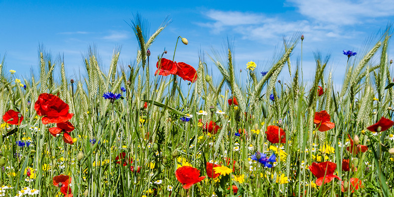 KI generiert: Das Bild zeigt eine blühende Wiesenlandschaft mit roten Mohnblumen, blauen Kornblumen und anderen bunten Wildblumen. Im Hintergrund ragen grüne Ähren in die Höhe, und der Himmel ist klar und blau.