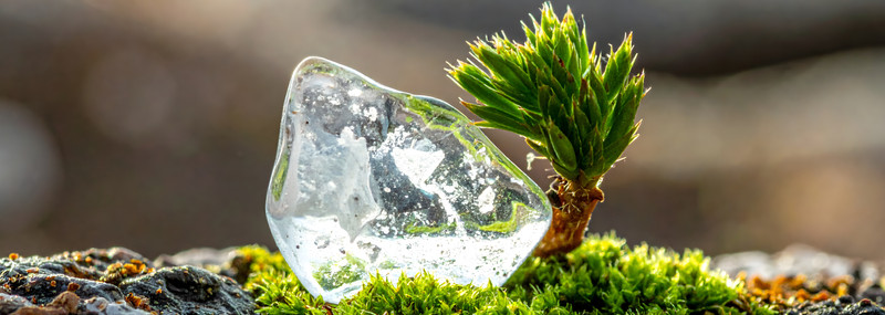 KI generiert: Das Bild zeigt einen klaren Eisbrocken neben einem kleinen, grünen Pflanzenkeimling auf einer moosbedeckten Oberfläche. Es hebt den Kontrast zwischen Eis und frischem Pflanzenwachstum hervor.
