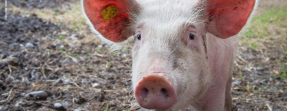 KI generiert: Das Bild zeigt ein Schwein, das neugierig in die Kamera schaut. Es steht auf einem Erd- oder Wiesenboden und trägt eine gelbe Ohrmarke.