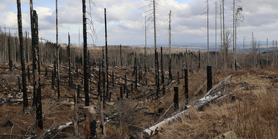 KI generiert: Das Bild zeigt einen Wald, der stark von Brand oder Käferbefall betroffen ist, mit vielen toten und abgebrannten Baumstämmen. Die Landschaft wirkt karg und trostlos.