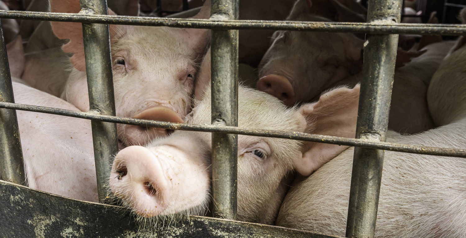 KI generiert: Das Bild zeigt mehrere Schweine, die in einem engen Stall oder Käfig zusammengepfercht sind. Die Schweine schauen durch die Gitterstäbe nach außen.